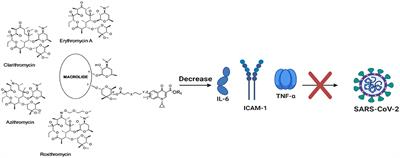 Management of SARS-CoV-2 Infection: Key Focus in <mark class="highlighted">Macrolides</mark> Efficacy for COVID-19